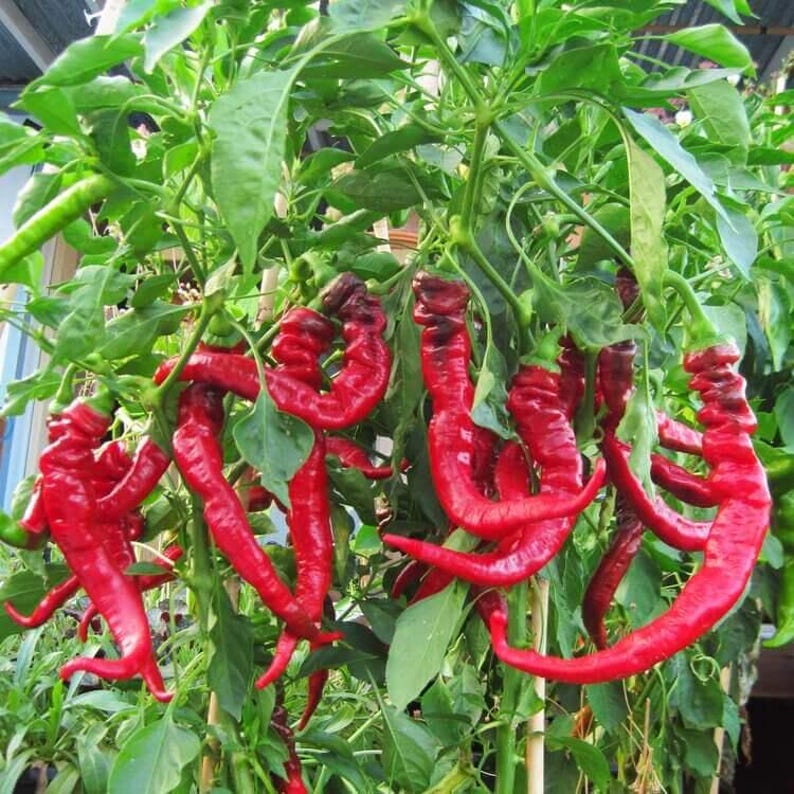 HavenGardenSeeds Jimmy Nardello Pepper Seeds - Thumbnail 2