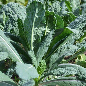 250 Black Tuscan Lacinato Kale Seeds Heirloom Dinosaur Kale - Premium Non-GMO, Open Pollinated, US Grown Seed, Always Fresh!