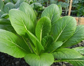 1000 Tendergreen mustard Seeds Japanese Asian Greens Mustard Tendergreen Komatsuna - Premium Non-GMO, Open Pollinated, US Grown Seed