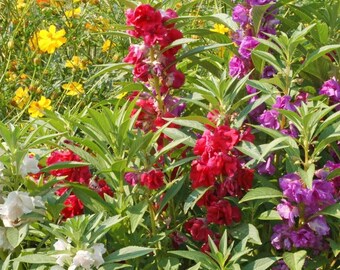 250 Balsam Flower Seeds, ‘Camellia Flowered Mix’, Impatiens balsamina - Annual, Open Pollinated, US Grown