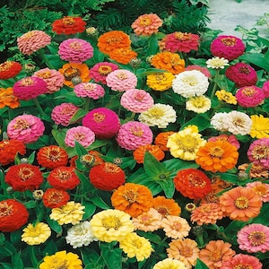 250 Zinnia Thumbelina Mix Flower Seeds Zinnia Elegans - Premium Non-GMO, Open Pollinated, US Grown Seed