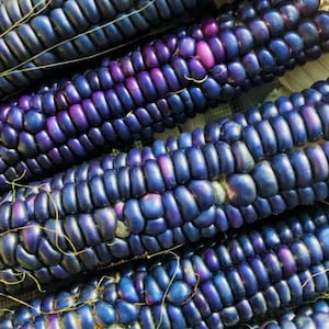40 Rio Grande Blue Ornamental Corn Seeds | Hopi Azul Flint Indian Dent Seed - Premium Non-GMO, Open Pollinated, US Grown Seed