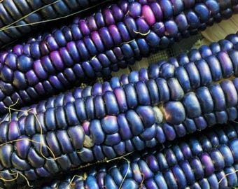 May include: Close-up of several ears of blue corn. The corn kernels are arranged in rows and have a deep blue color with a slight purple hue.