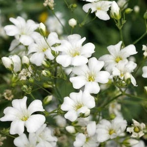 500 Baby's Breath Flower Seeds Gypsophila Elegans - Annual, Open Pollinated, US Grown