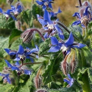 100 Blue Star BORAGE Herb Flower Seeds Borago Officinalis Edible Flowers - Premium Non-GMO, Open Pollinated, US Grown Seed, Always Fresh!