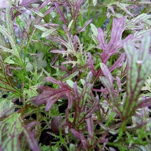 500 Mizuna Red Streaks Mustard Seeds, Japanese Heirloom - Premium Non-GMO, Open Pollinated, US Grown Seed, Always Fresh!