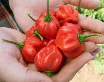 150 Red Scotch Bonnet Hot Pepper Seeds Heirloom - Non-GMO, Open Pollinated, US Grown