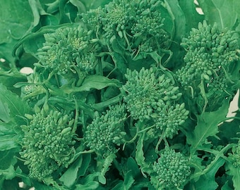 500 Early Fall Rapini Broccoli Seeds Heirloom - Non-GMO, Open Pollinated, US Grown