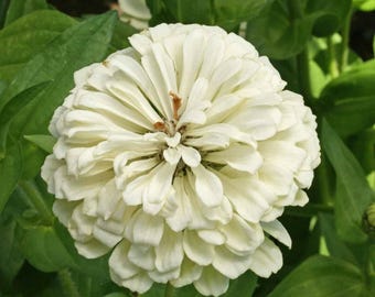 250 Zinnia Polar Bear Flower Seeds - Annual, Open Pollinated, US Grown