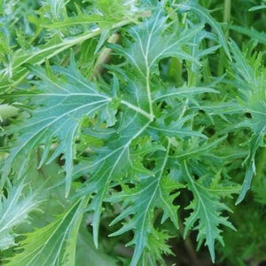 500 Mustard Seeds - Mizuna, Early Greens - Premium Non-GMO, Open Pollinated, US Grown Seed, Always Fresh!