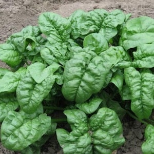 May include: A close-up of a lush green spinach plant growing in a garden bed. The leaves are large and vibrant, with a deep green color. The plant is healthy and thriving, with no signs of disease or pests.