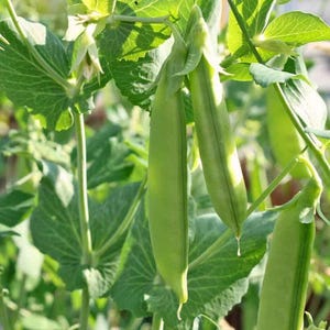 75 Sugar Snap Pea Seeds - Premium Non-GMO, Open Pollinated, US Grown Seed