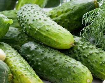 200 Boston Pickling Cucumber Seeds Heirloom - Premium Non-GMO, Open Pollinated, US Grown Seed, Always Fresh!