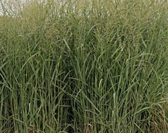 May include: A dense field of tall, green ornamental grass with feathery seed heads at the top. The blades are long and slender, creating a textured appearance. The grass is a vibrant green color, with hints of brown.