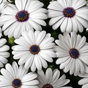 100 White Cape Daisy Flower Seeds Osteospermum eklonis - Premium Non-GMO, Open Pollinated, US Grown Seed, Always Fresh!