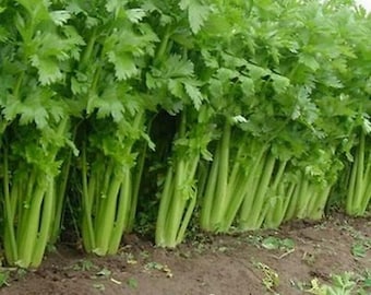 1000 Celery Seeds Tall Utah Heirloom Apium graveolens var. dulce - Premium Non-GMO, Open Pollinated, US Grown Seed, Always Fresh!