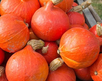 75 Japanese Red Kuri Squash Seeds (Uchiki Kuri) Heirloom Orange Hokkaido - Premium Non-GMO, Open Pollinated, US Grown Seed