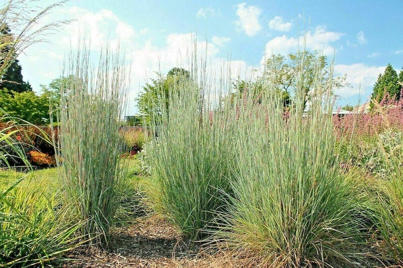 HavenGardenSeeds Big Bluestem Seeds
