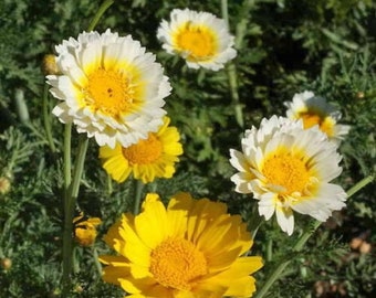 1000 Garland Crown Daisy Flower Seeds Chrysanthemum - Annual, Open Pollinated, US Grown