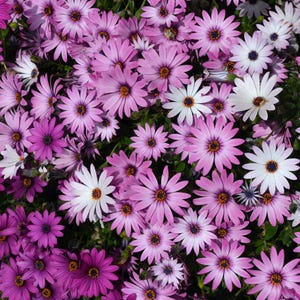 100 Cape Daisy Flower Seeds Mixed Colors, Purple, Pink, White - Osteospermum eklonis - Premium Non-GMO, Open Pollinated, US Grown Seed,