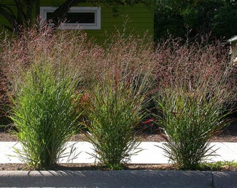 May include: Three tall, green ornamental grasses with reddish-brown seed heads growing in a row along a sidewalk.