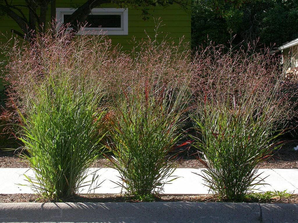 Switchgrass - Main Image