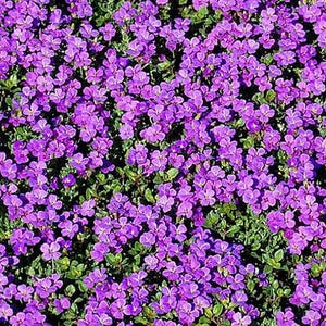 1000 Purple Rockcress Aubrieta Deltoidea Flower Seeds Ground Cover - Premium Non-GMO, Open Pollinated, US Grown Seed, Always Fresh!