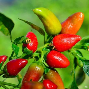 200 Fresno Chili Pepper Seeds Hot - Premium Non-GMO, Open Pollinated, US Grown Seed, Always Fresh!