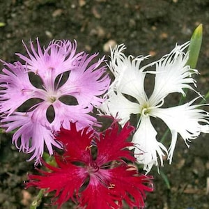 1000 Fringed Pinks Dianthus Superbus Flower Seeds Fragrant - Biennial, Perennial, Open Pollinated, US Grown