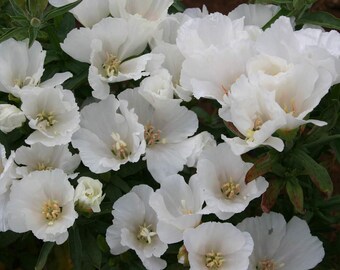500 Godetia White Flower Seeds Native Wildflower Clarkia amoena - Annual, Open Pollinated, US Grown