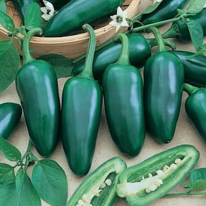 200 Hot Jalapeno Pepper Seeds Early Heirloom - Premium Non-GMO, Open Pollinated, US Grown Seed, Always Fresh!