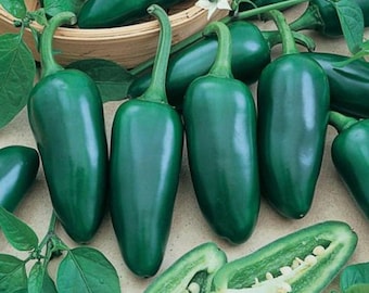 200 Hot Jalapeno Pepper Seeds Early Heirloom - Premium Non-GMO, Open Pollinated, US Grown Seed, Always Fresh!