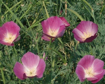 500 CALIFORNIA Poppy Purple Gleam Flower Seeds - Tender Perennial, Open Pollinated, US Grown