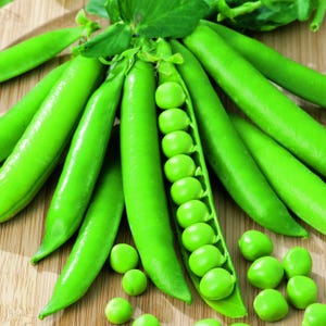 100 Lincoln Pea Seeds Heirloom - Premium Non-GMO, Open Pollinated, US Grown Seed