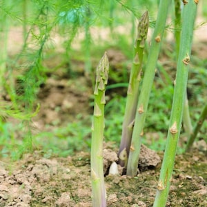 100 Organic Mary Washington Asparagus Seeds Heirloom - Premium Non-GMO, Open Pollinated, US Grown Seed