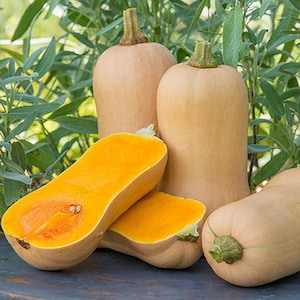100 Waltham Butternut Winter Squash Seeds Heirloom - Premium Non-GMO, Open Pollinated, US Grown Seed