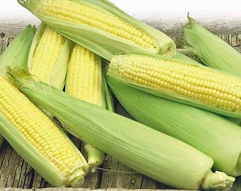 50 Golden Bantam Corn Seeds Heirloom - Non-GMO, Open Pollinated, US Grown