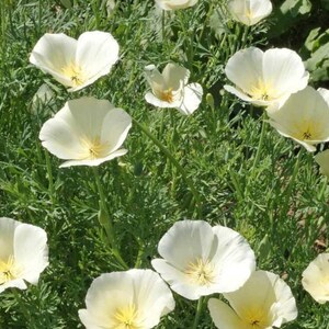 200 CALIFORNIA Poppy White Linen Flower Seeds, Premium Non-GMO, Open Pollinated, US Grown Seed, Always Fresh!