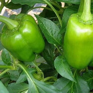 250 California Wonder Sweet Bell Pepper Seeds Heirloom - Premium Non-GMO, Open Pollinated, US Grown Seed, Always Fresh!