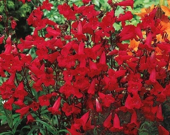 300 Penstemon Flower Seeds EATON'S Red Hummingbird Perennial Beardtongue Firecracker - Premium Non-GMO, Open Pollinated, US Grown Seed