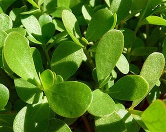 4000 Green Purslane Seeds Healthy Herb Portulaca Oleracea - Premium Non-GMO, Open Pollinated, US Grown Seed, Always Fresh!