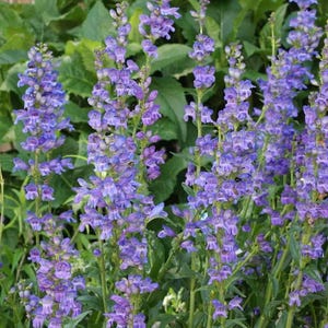 500 Penstemon &quot;Rocky Mountain&quot; Beardtongue Flower Seeds - Premium Non-GMO, Open Pollinated, US Grown Seed, Always Fresh!