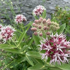 35 Butterfly Milkweed Seeds Showy Pink Native Asclepias speciosa for Monarchs - Premium Non-GMO, Open Pollinated, US Grown Seed