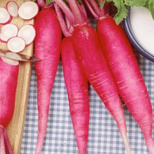500 China Rose Radish Seeds Heirloom - Premium Non-GMO, Open Pollinated, US Grown Seed