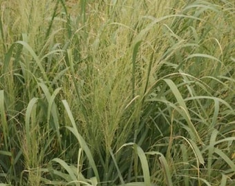 May include: A close-up of a patch of tall, green grass with feathery seed heads.