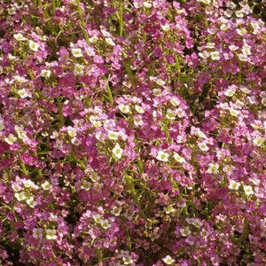 1000 Sweet Alyssum Seeds Dwarf Pink (Ground Cover) - Tender Perennial, Open Pollinated, US Grown