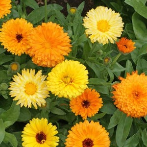 100 Calendula Fiesta Gitana Marigold Flower Seeds Calendula officinalis - Premium Non-GMO, Open Pollinated, US Grown Seed
