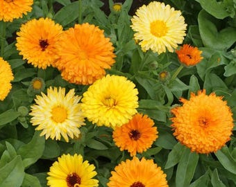 May include: A close-up of a variety of orange and yellow calendula flowers in bloom. The flowers are arranged in a cluster, with some of the petals overlapping. The flowers are surrounded by green leaves.
