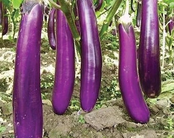 200 Eggplant Seeds - Talong Purple No.1 Heirloom, Philippines Most Used Eggplant Heirloom - Non-GMO, Open Pollinated, US Grown