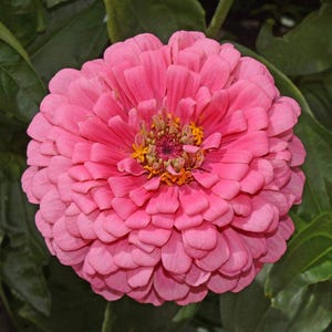 250 Zinnia Flower Seeds Rose Pink - Premium Non-GMO, Open Pollinated, US Grown Seed